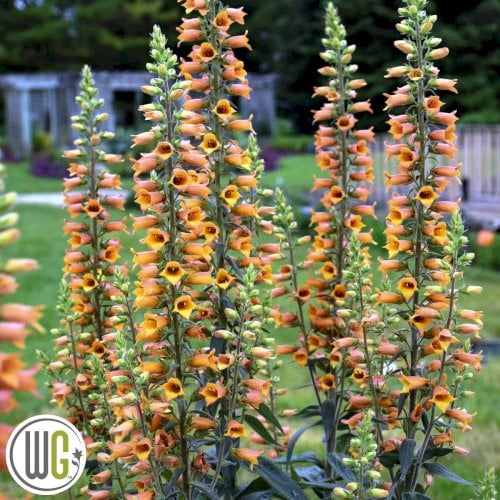 Walters Garden og Proven Winners - Kvalitetsplanter med ekstraordin&aelig;re egenskaber